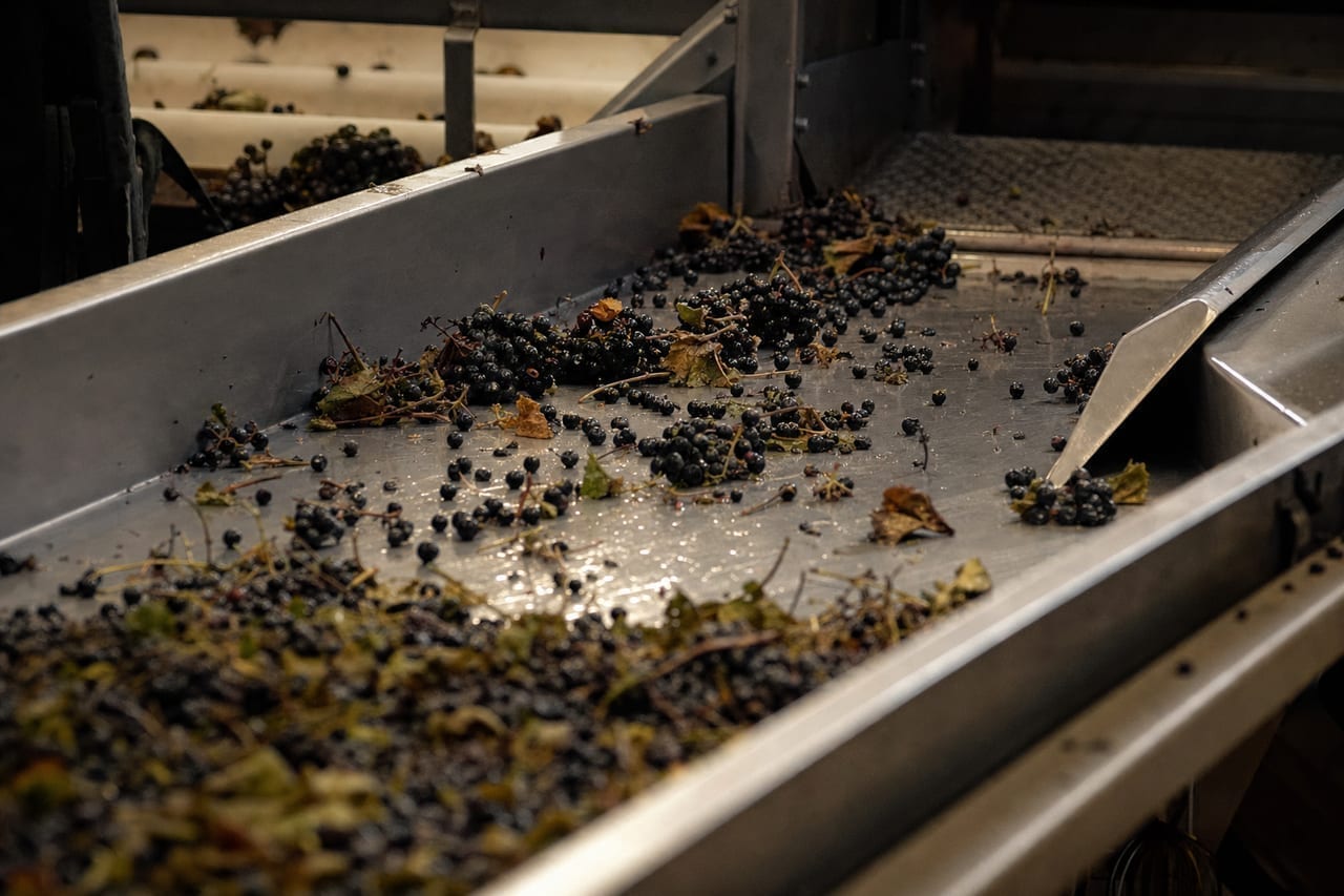 Table de tri vibrante en vendange, grappes sombres et baies détachées avançant sur l’acier